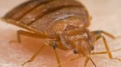 A bed bite bite tünetei